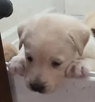 Nina 1, a female Border Collie and Labrador Retriever for sale in Sarasota, FL – Photo 1 of 7