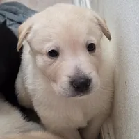 Nina 1, a female Border Collie and Labrador Retriever for sale in Sarasota, FL – Photo 4 of 10