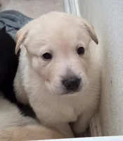 Nina 1, a female Border Collie and Labrador Retriever for sale in Sarasota, FL – Photo 4 of 7