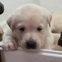 Nina 1, a female Border Collie and Labrador Retriever for sale in Sarasota, FL – Photo 2 of 10