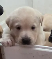 Nina 1, a female Border Collie and Labrador Retriever for sale in Sarasota, FL – Photo 2 of 7