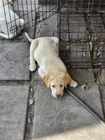 Nina 1, a female Border Collie and Labrador Retriever for sale in Sarasota, FL – Photo 10 of 10