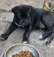 Leah, a female Border Collie and Labrador Retriever for sale in Sarasota, FL – Photo 3 of 4