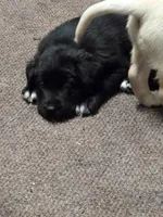 Lila, a female Border Collie and Labrador Retriever for sale in Sarasota, FL – Photo 6 of 7