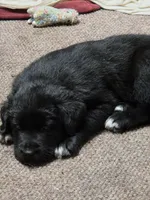 Lila, a female Border Collie and Labrador Retriever for sale in Sarasota, FL – Photo 3 of 7