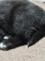 Lila, a female Border Collie and Labrador Retriever for sale in Sarasota, FL – Photo 2 of 7