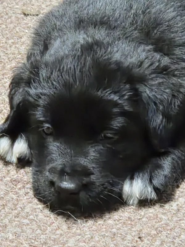 Lila, a female Border Collie and Labrador Retriever for sale in Sarasota, FL – Photo 1 of 7