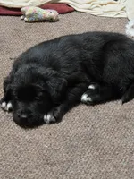 Lila, a female Border Collie and Labrador Retriever for sale in Sarasota, FL – Photo 4 of 7