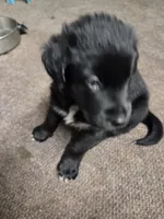 Lila, a female Border Collie and Labrador Retriever for sale in Sarasota, FL – Photo 5 of 7