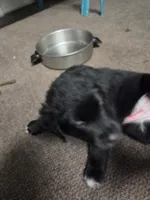 Lila, a female Border Collie and Labrador Retriever for sale in Sarasota, FL – Photo 7 of 7