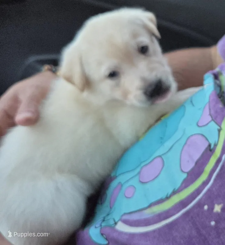 Riff  – Border Collie, Labrador Retriever puppy for sale in Sarasota, FL