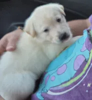 Riff , a male Border Collie and Labrador Retriever for sale in Sarasota, FL – Photo 1 of 4