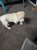 Riff , a male Border Collie and Labrador Retriever for sale in Sarasota, FL – Photo 4 of 4