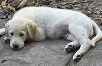 Riff , a male Border Collie and Labrador Retriever for sale in Sarasota, FL – Photo 3 of 4