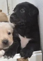 Nino 1, a male Border Collie and Labrador Retriever for sale in Sarasota, FL – Photo 6 of 9