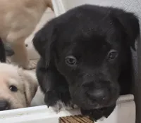 Nino 1, a male Border Collie and Labrador Retriever for sale in Sarasota, FL – Photo 5 of 9