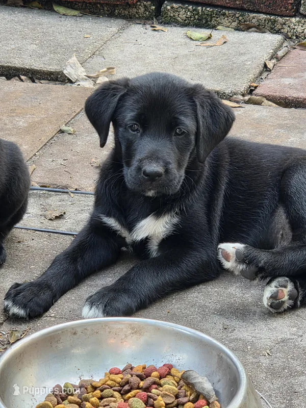 Nino 1 – Border Collie, Labrador Retriever puppy for sale in Sarasota, FL