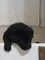 Nino 1, a male Border Collie and Labrador Retriever for sale in Sarasota, FL – Photo 3 of 9