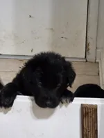 Nino 1, a male Border Collie and Labrador Retriever for sale in Sarasota, FL – Photo 4 of 9