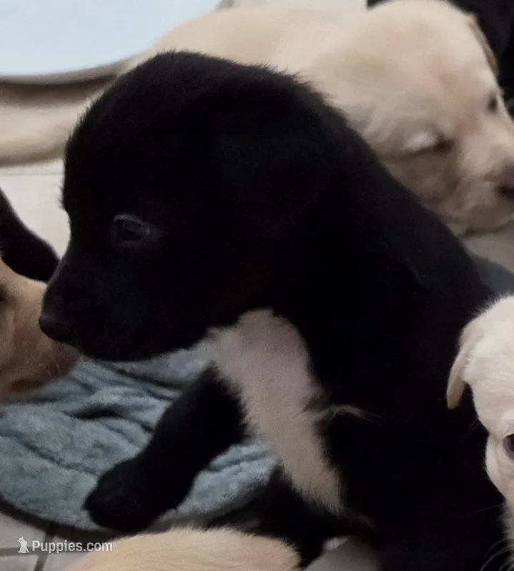 Nino 1, a male Border Collie and Labrador Retriever for sale in Sarasota, FL – Photo 1 of 9