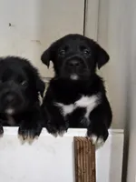 Nino 1, a male Border Collie and Labrador Retriever for sale in Sarasota, FL – Photo 8 of 9