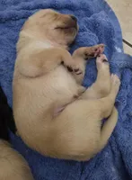 Lila, a female Border Collie and Labrador Retriever for sale in Sarasota, FL – Photo 3 of 3