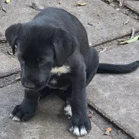Byron , a male Labrador Retriever for sale in Sarasota, FL – Photo 2 of 4