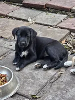 Byron , a male Labrador Retriever for sale in Sarasota, FL – Photo 4 of 4