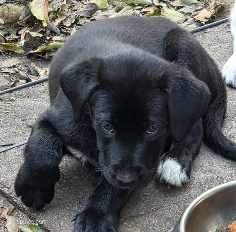 Byron  – Labrador Retriever puppy for sale in Sarasota, FL