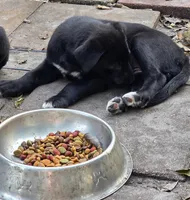 Byron , a male Labrador Retriever for sale in Sarasota, FL – Photo 3 of 4