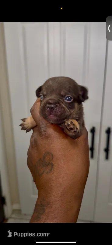 Cooper – French Bulldog puppy for sale in Toledo, OH