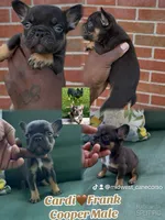 Copper, a male French Bulldog for sale in Toledo, OH – 2 of 7