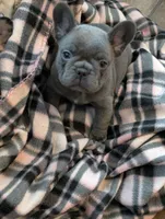 Pablo, a male French Bulldog for sale in Toledo, OH – Photo 2 of 3