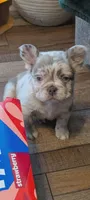 Parker, a male French Bulldog for sale in Toledo, OH – Photo 3 of 4