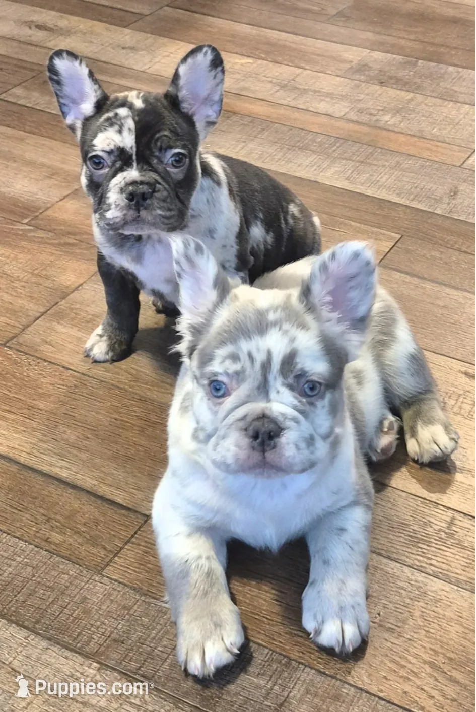 Parker, a male French Bulldog for sale in Toledo, OH – Photo 2 of 4