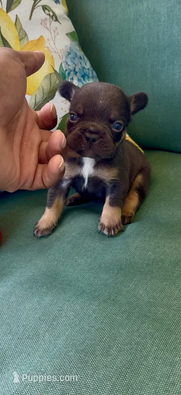 Cooper – French Bulldog puppy for sale in Toledo, OH