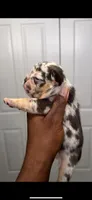 Loona , a female French Bulldog for sale in Toledo, OH – 7 of 9
