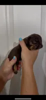 Cooper, a male French Bulldog for sale in Toledo, OH – 2 of 4