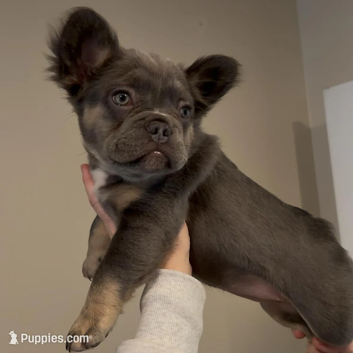 Teddy, a female French Bulldog for sale in Toledo, OH – Photo 2 of 7