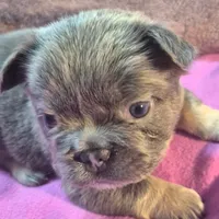 Teddy, a female French Bulldog for sale in Toledo, OH – Photo 7 of 7