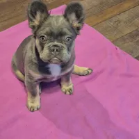 Teddy, a female French Bulldog for sale in Toledo, OH – Photo 4 of 7