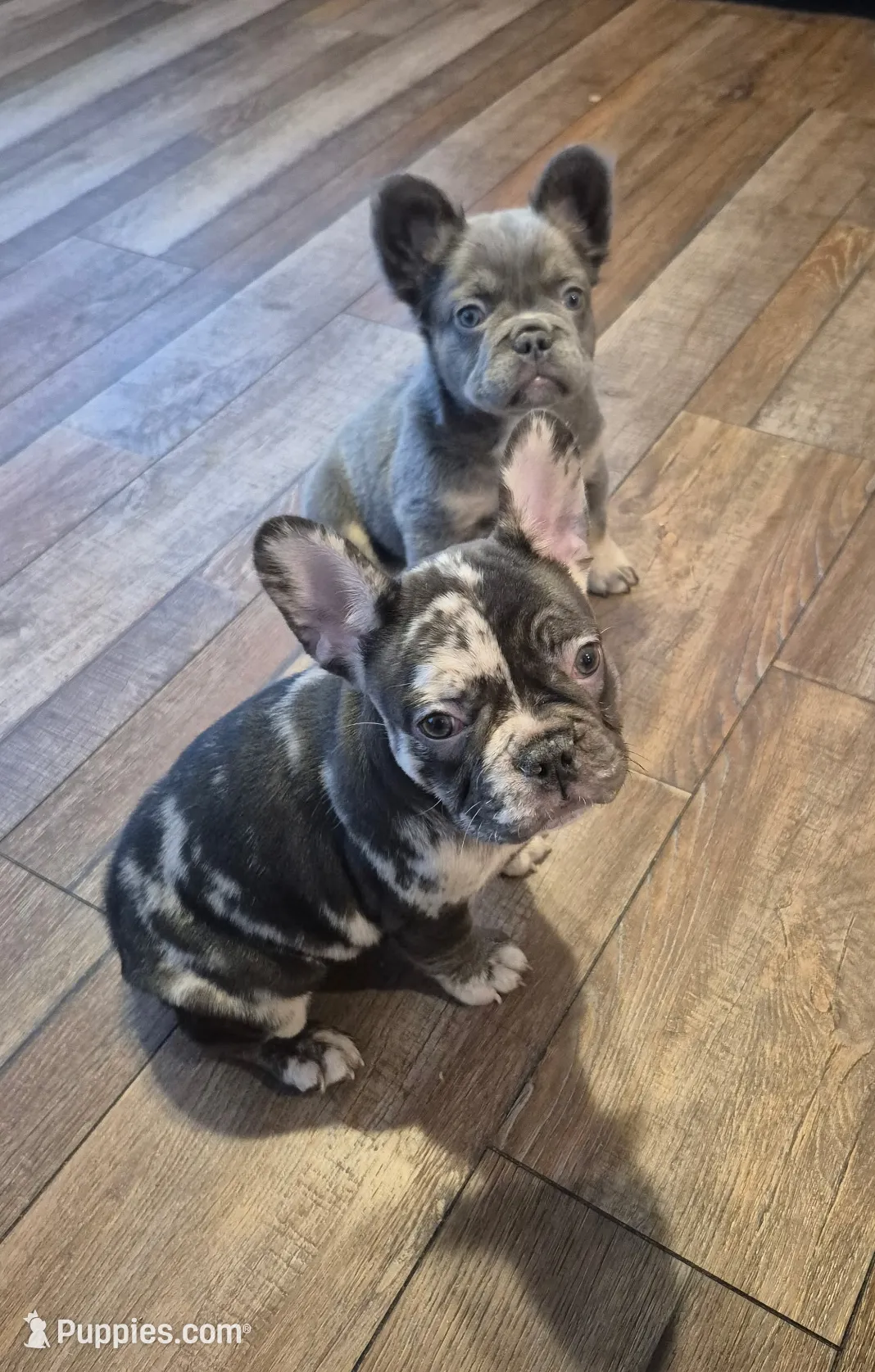 processed/d23ffc03-973f-4b1c-814f-db7d09490b89/listing/313f4446-9c8e-42a8-8f74-bc69666a3eac/769b10c9-03e8-4516-88b1-907939507321