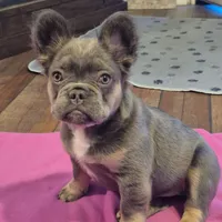 Teddy, a female French Bulldog for sale in Toledo, OH – Photo 1 of 7