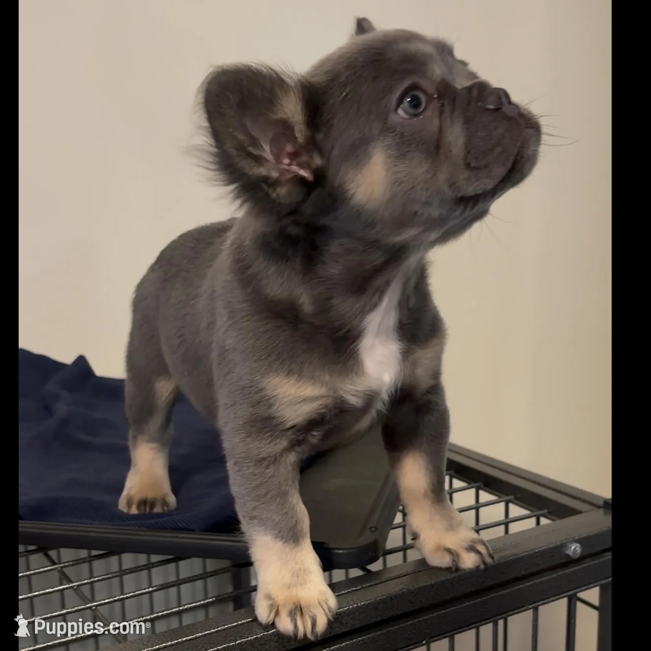 Teddy, a female French Bulldog for sale in Toledo, OH – Photo 3 of 7
