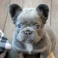 Teddy, a female French Bulldog for sale in Toledo, OH – Photo 5 of 7