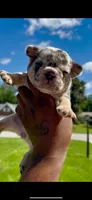 Loona , a female French Bulldog for sale in Toledo, OH – 6 of 9