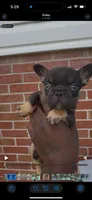 Copper, a male French Bulldog for sale in Toledo, OH – 3 of 7