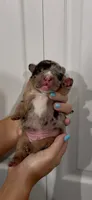 Oakley , a male French Bulldog for sale in Toledo, OH – 1 of 4