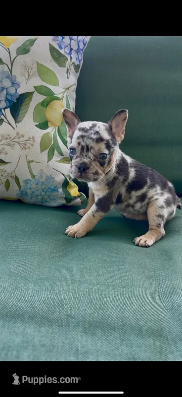 Loona  – French Bulldog puppy for sale in Toledo, OH