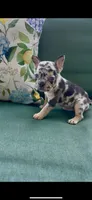 Loona , a female French Bulldog for sale in Toledo, OH – 1 of 9